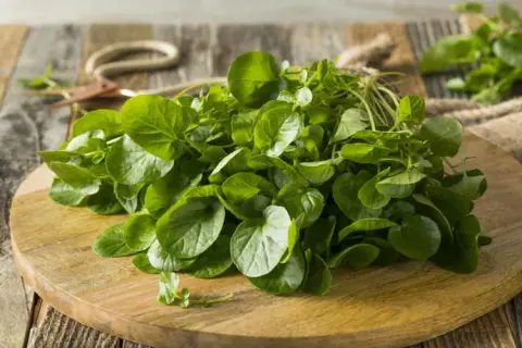 Recettes de salade de cresson : des idées fraîches et savoureuses