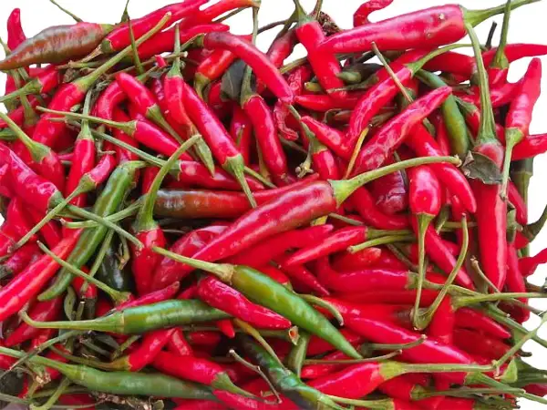 Quel pays mange le plus épicé ? Les cuisines qui réchauffent le cœur